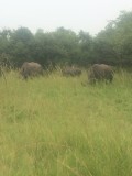 Rhino trecking 
